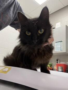 ZEMO -  Domestic Long Hair Cat for Adoption in Indianapolis, Indiana - ZEMO | PetCurious