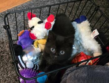 Isadora -  Domestic Short Hair Cat for Adoption in Hinckley, Illinois - Isadora | PetCurious