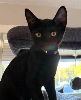 PIG-PEN -  Domestic Short Hair Cat for Adoption in Springfield, Massachusetts - PIG-PEN | PetCurious
