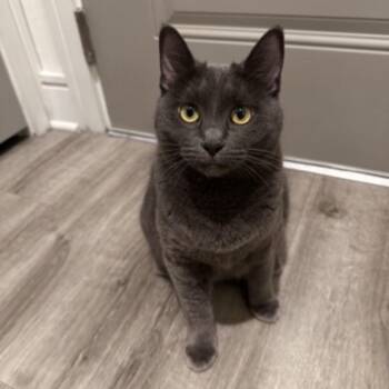 Rescue Russian Blue and Manx Cats for Adoption in Jacksonville, Florida - Honey & Butter | PetCurious