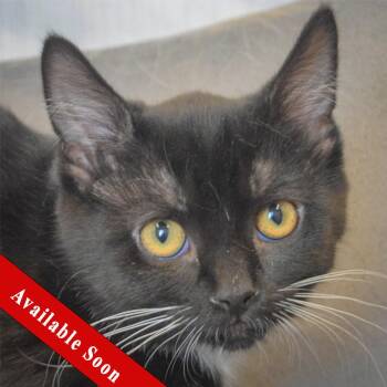 Fatalli -  Tuxedo and Domestic Short Hair Cat for Adoption in Huntley, Illinois - Fatalli | PetCurious