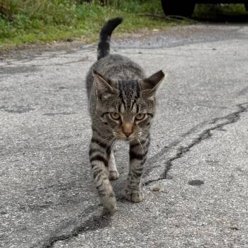 James Dean -  Domestic Short Hair Cat for Adoption in Granville, Ohio - James Dean | PetCurious