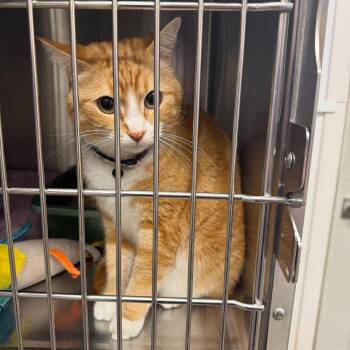 Charles -  Domestic Short Hair Cat for Adoption in Clavet, Saskatchewan - Charles | PetCurious