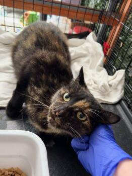 Rescue Tortoiseshell Cats for Adoption in Los Angeles, California - Flora & Fiona | PetCurious