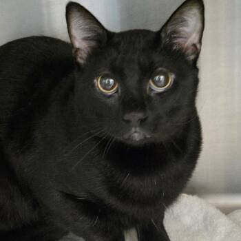 Salem -  Domestic Short Hair Cat for Adoption in Ballston Spa, New York - Salem | PetCurious