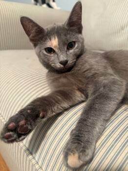 Lapis -  Domestic Short Hair Cat for Adoption in Manhattan, Kansas - Lapis | PetCurious