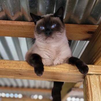 Periwinkle -  Siamese Cat for Adoption in Tipp City, Ohio - Periwinkle | PetCurious