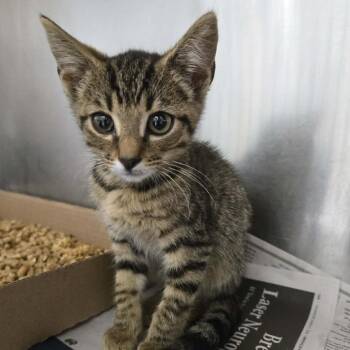 Huckleberry -  Domestic Short Hair Cat for Adoption in Newport, Tennessee - Huckleberry | PetCurious