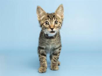 Domestic Short Hair Cats Available for Adoption in Phoenix, Arizona - RANDY | PetCurious