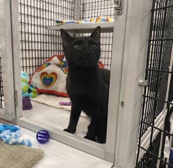 Domestic Short Hair Cats Available for Adoption - Engine Light | PetCurious