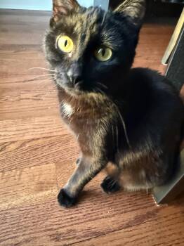 Domestic Short Hair Cats Available for Adoption - Betty Boop | PetCurious