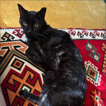 Mr. Pumpkin -  Domestic Medium Hair Cat for Adoption in Chapel Hill, North Carolina - Mr. Pumpkin | PetCurious