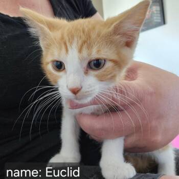 Euclid Park-Estes -  Domestic Short Hair Cat for Adoption in Eagle Mountain, Utah - Euclid Park-Estes | PetCurious
