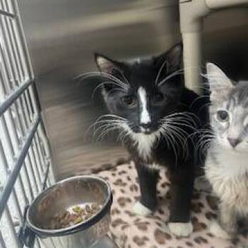 Scamper -  Domestic Short Hair Cat for Adoption in Detroit Lakes, Minnesota - Scamper | PetCurious
