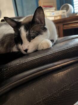 Siamese Cats Available for Adoption - Mafushi (Muu) | PetCurious