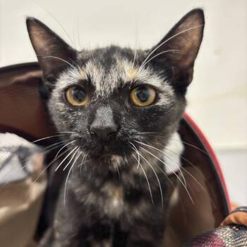 Bernadette -  Domestic Short Hair Cat for Adoption in Tampa, Florida - Bernadette | PetCurious