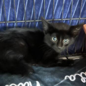 Nach O Cheese -  Domestic Short Hair Cat Available for Adoption in St. Louis, Missouri - Nach O Cheese | PetCurious