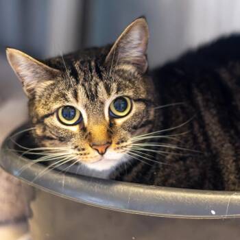 Summer -  Domestic Short Hair Cat for Adoption - Summer | PetCurious