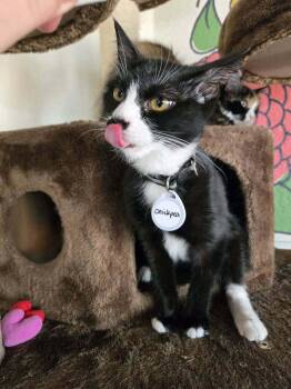 Chickpea 2 -  Domestic Short Hair Cat for Adoption in Tucson, Arizona - Chickpea 2 | PetCurious