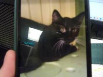 Rescue Domestic Short Hair Cats for Adoption in Princeton, West Virginia - Midi | PetCurious