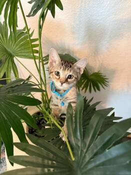 Darla -  Domestic Short Hair Cat for Adoption in Oceanside, California - Darla | PetCurious