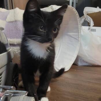 Tinky Winky -  Domestic Short Hair Cat for Adoption in Wichita, Kansas - Tinky Winky | PetCurious