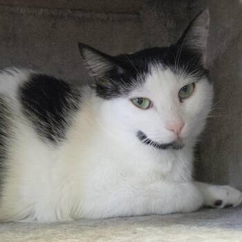 Oreo -  Domestic Medium Hair Cat for Adoption in Rock Falls, Illinois - Oreo | PetCurious