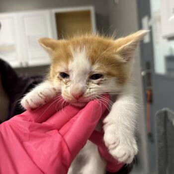Domestic Short Hair Cats Available for Adoption in Greenville, South Carolina - Purrsnikety | PetCurious