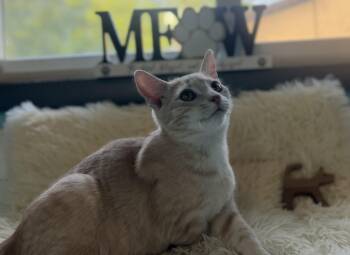 Moonstone -  Domestic Short Hair Cat for Adoption in Mears, Michigan - Moonstone | PetCurious