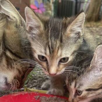 Besty 2 -  Siamese Cat for Adoption in New Braunfels, Texas - Besty 2 | PetCurious
