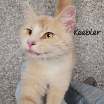 Keebler -  Domestic Medium Hair Cat for Adoption in Parkersburg, West Virginia - Keebler | PetCurious