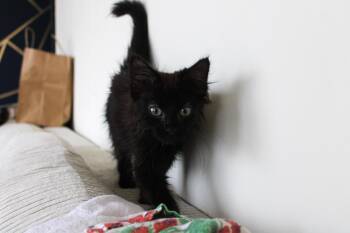 Mr. Stella -  Domestic Medium Hair Cat for Adoption in Chicago, Illinois - Mr. Stella | PetCurious