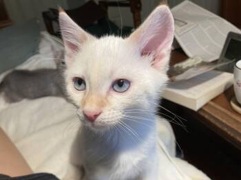 Rumor and Mirabel -  Siamese Cat for Adoption in Concord Farr, Tennessee - Rumor And Mirabel | PetCurious