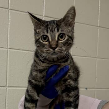 Hazel -  Domestic Short Hair Cat for Adoption in Kearney, Nebraska - Hazel | PetCurious