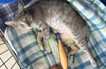 Avie Lee -  Domestic Short Hair and Torbie Cat for Adoption in Greensboro, North Carolina - Avie Lee | PetCurious