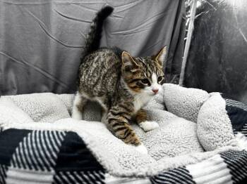 JELLY ROLL -  Domestic Short Hair Cat for Adoption in Grovetown, Georgia - JELLY ROLL | PetCurious