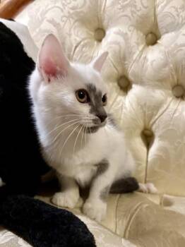 Possom -  Domestic Short Hair Cat for Adoption in Wilkesboro, North Carolina - Possom | PetCurious
