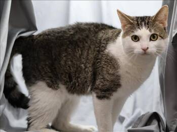 Domestic Short Hair Cats Available for Adoption - GRAYSON | PetCurious