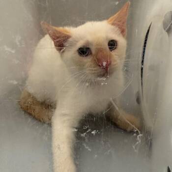 Butter Pecan -  Domestic Short Hair Cat for Adoption in Columbus, Georgia - Butter Pecan | PetCurious