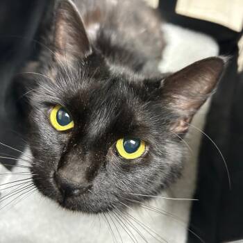Raven -  Domestic Medium Hair Cat for Adoption in Lufkin, Texas - Raven | PetCurious