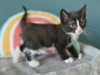 Angelica -  Domestic Short Hair Cat for Adoption in Berwick, Pennsylvania - Angelica | PetCurious