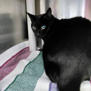 Ivy -  Domestic Short Hair Cat for Adoption in Philadelphia, Pennsylvania - Ivy | PetCurious