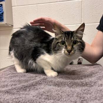 Lila -  Domestic Short Hair Cat for Adoption in Murray, Utah - Lila | PetCurious