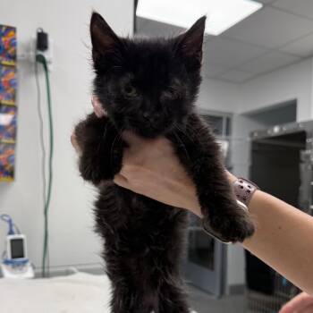 Crusty -  Domestic Short Hair Cat for Adoption in Lakeland, Florida - Crusty | PetCurious