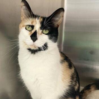 Bambi -  Domestic Short Hair and Calico Cat for Adoption in Orland Hills, Illinois - Bambi | PetCurious