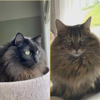 Rescue Domestic Long Hair Cats for Adoption in Abbotsford, British Columbia - Jojo & Vader | PetCurious