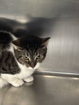 Rescue Domestic Medium Hair Cats for Adoption in Las Vegas, Nevada - FIONA | PetCurious