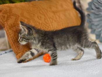 Rescue Domestic Short Hair Cats for Adoption in Conroe, Texas - Twilight (Sky Litter) | PetCurious