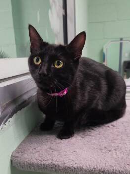 Domestic Short Hair Cats Available for Adoption in Oviedo, Florida - Lydia | PetCurious