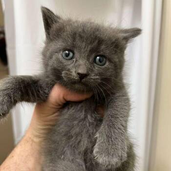 Niklaus -  Domestic Short Hair Cat Available for Adoption in Winchester, Virginia - Niklaus | PetCurious